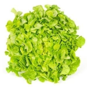 LETTUCE GREEN OAK